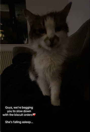 She just can’t keep up 🤍 #cat #catlover #fyp #cattok