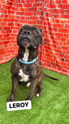 2.7K views · 74 reactions | LEROY ~ Have you seen Leroy!Leroy is a...