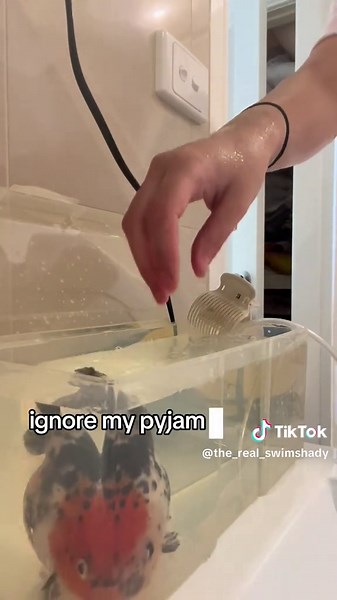 Goldfish Surgery: A Vet's Unique Procedure