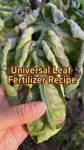 #garden #gardening #planting #farming #farmingtiktok #insecticide #insectcontrol #pestcontrol #gardeninghacks # | Dave • From Seedling | Facebook