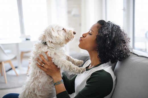 8 ways to get rid of pet smells