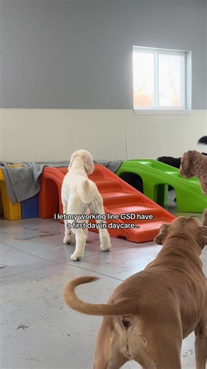 Kylie's First Day at Daycare: Amazing Working Line GSD