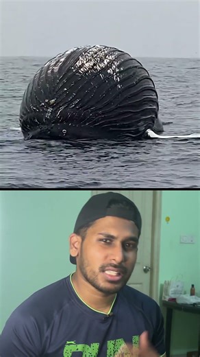 don't go near a Whale.....