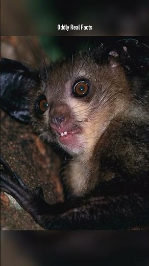 🦇👀 Aye-Aye: The Weirdest Night Monkey You’ve Never Seen #animals #wildlife #oddlyrealfacts #facts