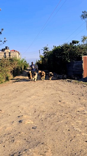 Morning patrol with the fluffiest bodyguards around🐶🐾🦁❤️ #Godaboveall #caucasianovcharka #dogsofinstagram #fypシ゚ #liondog | Ngoge Francis