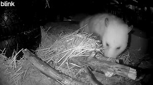 12K views · 1K reactions | Monty found all the mice and the quail that I hid in the brush pile last night, so I restocked it and threw some straw on top! I'll make it harder tomorrow! #Montytheopossum #opossums | WEST Wildlife Rehab | Facebook