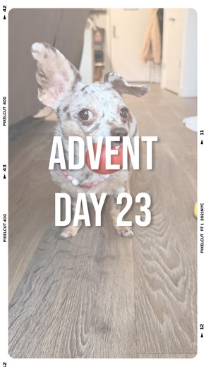 𝐻𝒶𝓏𝑒𝓁 on Instagram: "Day 23 of my advent calendar! These have fab squeaks 🤌🏼 Thanx u berry much @babs_90505 !! #adventcalendar #day23 #dogtoys #squeakers #christmasgift"