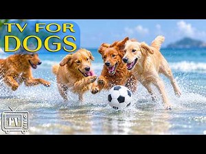 Dog TV All Day: Best Videos for Dogs to Watch | Anti-Anxiety Music & Entertainment for Dogs