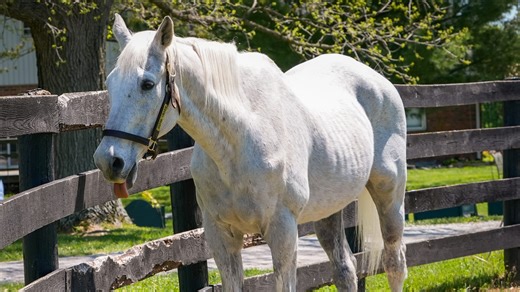 Silver Charm, oldest living Kentucky Derby winner, still charming fans in retirement