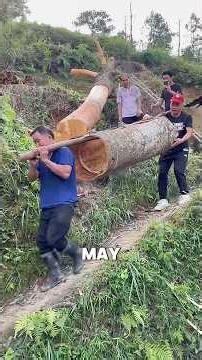 How Cinnamon Bark Is Harvested in China🤔🪵