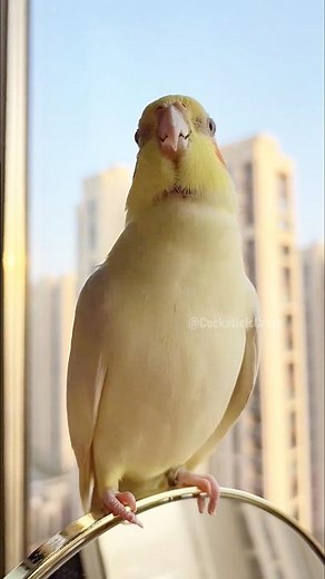 Adorable Cockatiel Jerry's Cute Singing and Dancing Moments ✨🎶🦜🥰 #cockatielscraze #birdsinging
