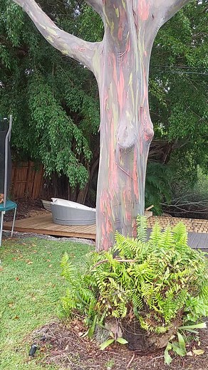 Stunning Rainbow Eucalyptus Tree in a Backyard - Nature's Colorful Masterpiece