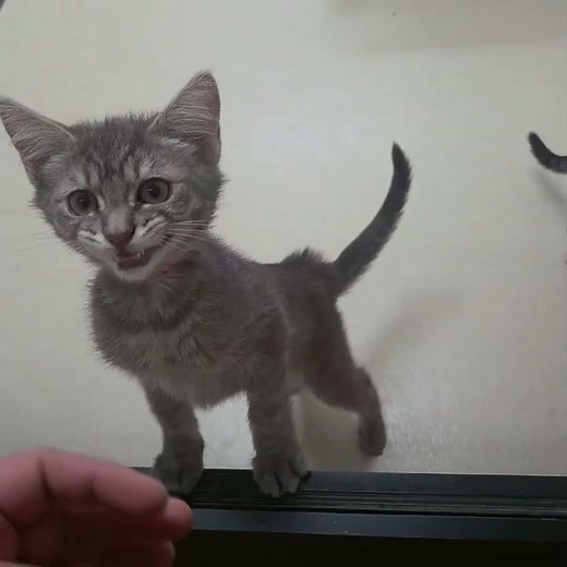 Meet Syrax and Stacey. Two adorable kittens, available for adoption at the Oregon Humane Society. 🐾🩵