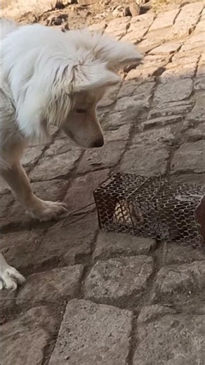🥰🥰##beautiful #dog #shortvideo #pets #viralvideo
