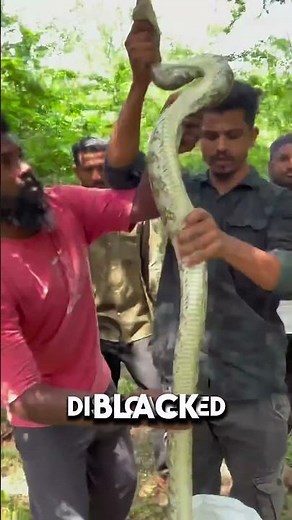 Intense Rescue: Saving a 15ft Python from Choking to Death!