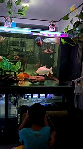 Welcome to My Monsterfish Paradise 🐟 "Dive Into the Monsterfish Paradise, Inside the Monsterfish Tank Kingdom" #khbymft #aquafranz #monsterfish #monsterfishtank #communitymonsters #monsterfishkeepers | AquaFranz