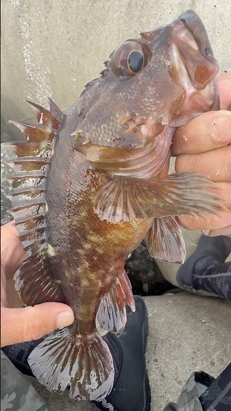 【穴釣り】釣り初心者でも簡単、巨大テトラの隙間から凄く美味しい夕食のおかずが釣れます、大物も釣れますよ