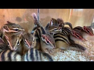 【シーズン到来】「シマリス 赤ちゃん 大量入荷！！」2019年3月 熱帯倶楽部 吉祥寺店