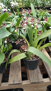 21K views · 1.5K reactions | Oncidium Sharry Baby – A orquídea com...