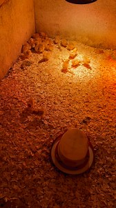 Make sure your chicks have a spot to get warm under the heat lamp and a spot to get out from under the heat lamp if they need a cooler spot. This way they can adjust to keep their body temp right where it needs to be. Follow along for homestead help and to see our farm life! #homestead #chicks #chicken #farmlife #chickenmom #farmlife #chickens #redstar | The Little Red Farm