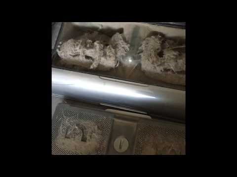 The difference between GTech Air Ram & Gtech Air Ram mk 2