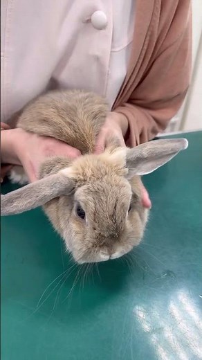 うさぎの採血 #動物病院 #採血 #うさぎ