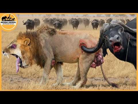 Los fracasos de caza de leones más increíbles captados en cámara | Mundo animal