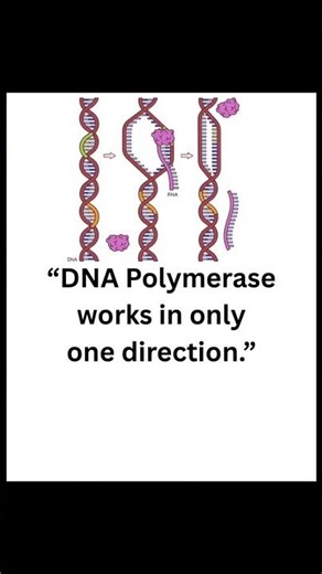 "DNA Pol III: 'I don't make the rules, I just follow them (in one direction only).' 🚫⏪"