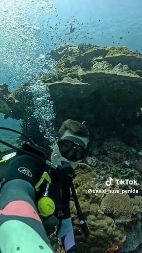 Diving Nusa Penida #nusapenida #deeprootsresort #scuba #coral @Deep Roots Dive & Yoga Resort