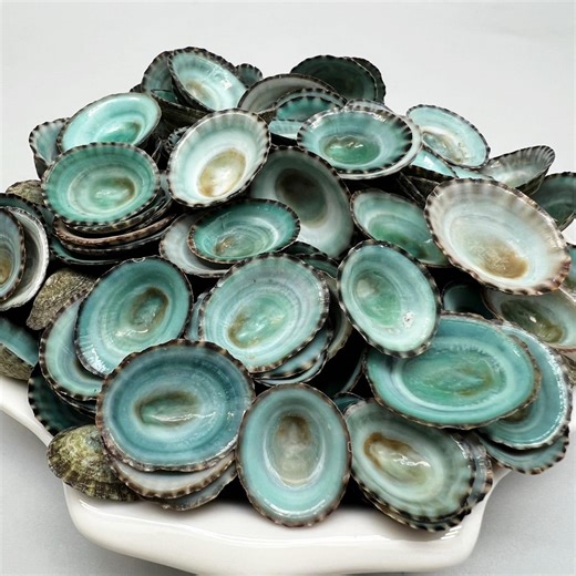 Green Limpet Sea Shells: Craft Supplies (1/2-1 Inch) Shell Crafts Shell Wedding Decoration - Etsy Canada