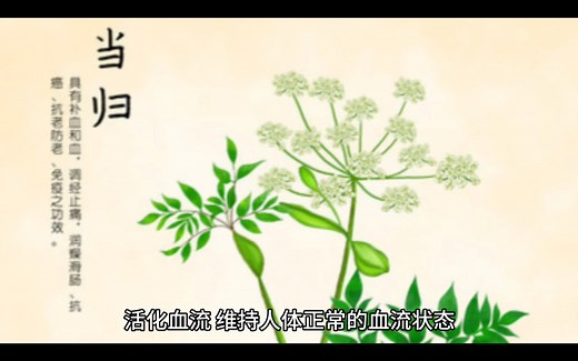 当归的功效与作用