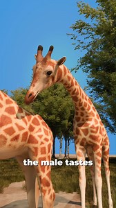 Why Male Giraffe Taste Urine? | Kube Reels