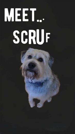 🌟 Meet Scruffy – The Dance Partner You’ve Been Waiting For! 🌟 Scruffy is ready to steal your heart—and maybe even teach you a few dance moves! 🐾 💃 He’s a playful, loving 2 ½-year-old pup with a heart full of affection, and he’s searching for a new forever home where he can thrive. Here’s a little poem to give you a peek into Scruffy’s world: Scruffy’s got a coat of fluff, A tail that wiggles, and love enough. He’ll dance for treats, and laugh with you, A loyal friend, forever true. From trai