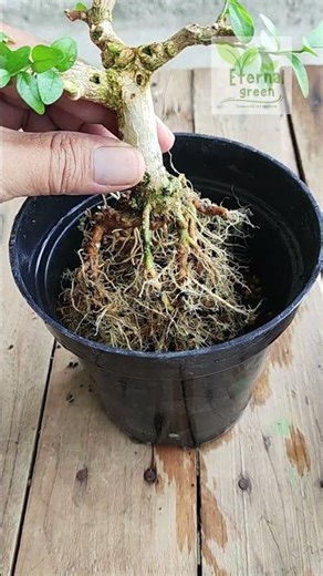Same tree, fresh start. #bonsai #bonsaitree #gardening