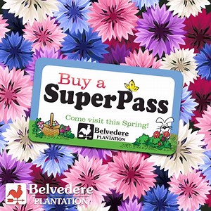 12 shares | SAVE ON SPRING FUN! Buy your Super Passes ONLINE and enjoy 3 amazing Spring events for the price of 2! Super Passes are $23.95 online and $29.95 at the gate. ️Get yours today!️ #Springtime belvedereplantation.com/spring-fun | Belvedere Plantation | Facebook