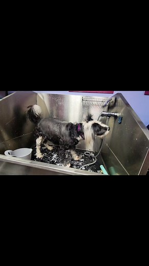 33 reactions | #dogbathroutine #dirtydogsdogwash #dogboardinglife #beachdogsarehappydogs #dogboardingbusiness #dogboardingservices #beachdog #doggrooming #oceanshoreswashington #oceanshoreswa #happilysharingoceanshores #doggroomer #dogbath #doglover #dog #pitbullmix #terriermix #dogloversforlife | Dirty dogs dog wash | Facebook