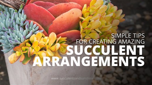 Succulent Design Tips | Easy Tools for Stunning Arrangements