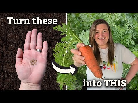 How to Grow Perfect Carrots: Full Guide from Seed to Harvest!