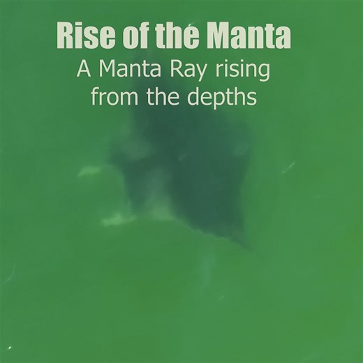 9.8K views · 133 reactions | Rise of the Manta! A Manta Ray rising from the depths then disappearing again near St Petersburg, Florida. It's very unusual to see a Manata Ray this close to the beach. It was only about 30 feet from shore for a while before swimming out to deeper water. I took the video a couple days ago. #nature #Awesome #animals #ocean #wildlife #naturephotography #florida Visit St. Pete-Clearwater | See Through Canoe | Facebook