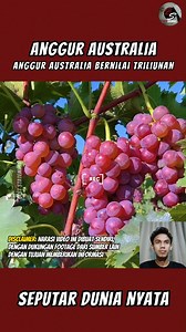 21K views · 363 reactions | Rahasia Ekspor Anggur Australia Bernilai Triliunan #anggur #anggurhitam #pertanian #InovasiPertanian #TeknologiPertanian #faktaunik #australia #faktamenarik | Best Statement | Facebook