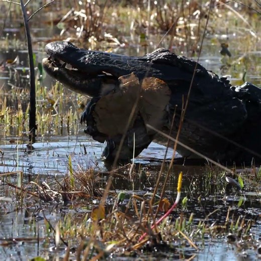 Alligator Snacking on a Turtle