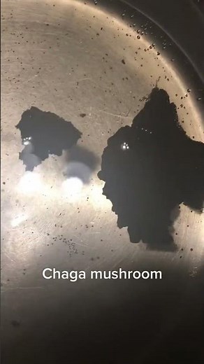 Explore the Benefits of Chaga Mushroom #tea