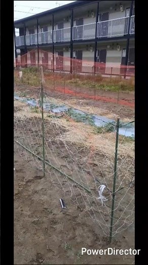 農作業紹介 No.136 スイカを鳥から守るための防鳥ネットを張りました。