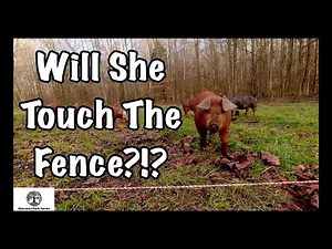 Training Pigs to Electric - 3 TIPS To Successfully Fencing Pigs with Electric