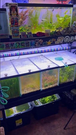 Choosing the Best Aquarium Plant Light