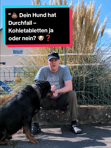 Durchfall bei Hunden: Kohletabletten verwenden oder vermeiden?