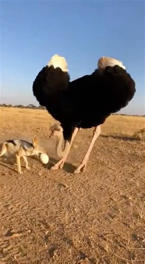 🤯The ostrich saved its family #africa #ostrich #crocodile #animals