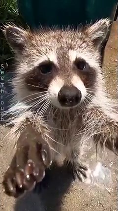 355K views · 15K reactions | This #cute little #raccoon was hanging...