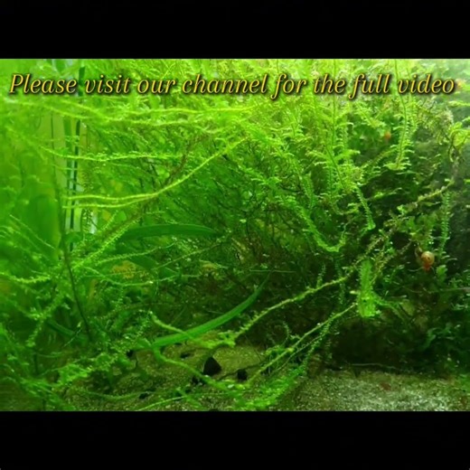 The Stickleback Tank - Update #shorts #short