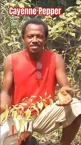 Growing Cayenne Pepper